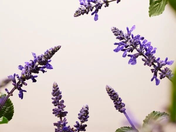 Bakuchiol Natural Booster - Body | Rituals Best
