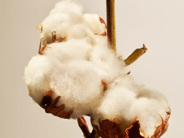 Cotton Blossom Refill Fragrance Sticks | Rituals New