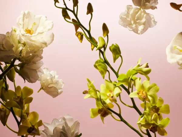Fleurs de l'Himalaya | Rituals New