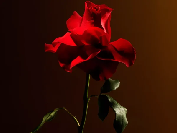 Imperial Rose Home Perfume | Rituals Clearance