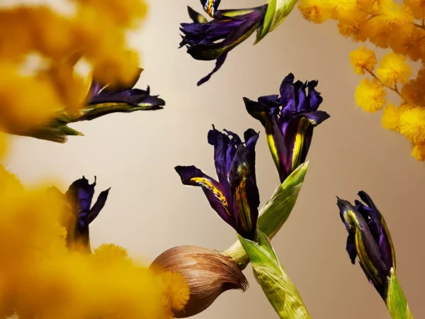 Orris Mimosa Mini Fragrance Sticks | Rituals Fashion