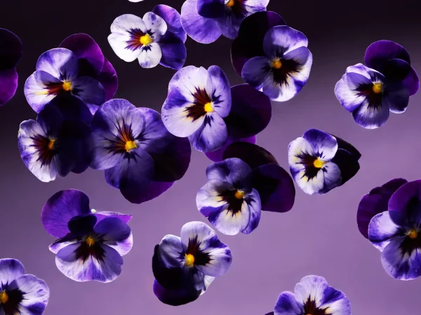 Smooth Violet Mini Fragrance Sticks | Rituals Best Sale