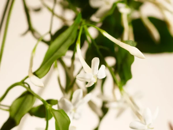 Sweet Jasmine Hand Wash | Rituals New