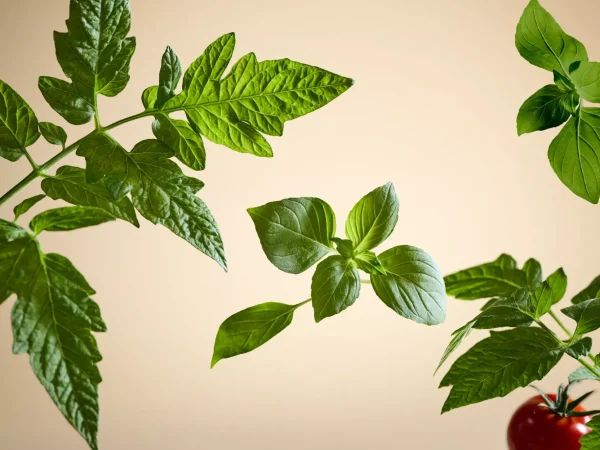 White Basil Refill Fragrance Sticks | Rituals Clearance